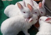 养殖兔子的方法-养殖兔子的方法有几种